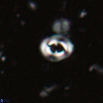 Toweius petrinis VR 025386