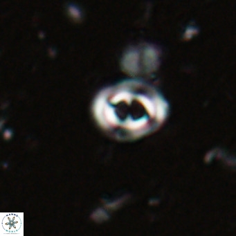 Toweius petrinis VR 025386