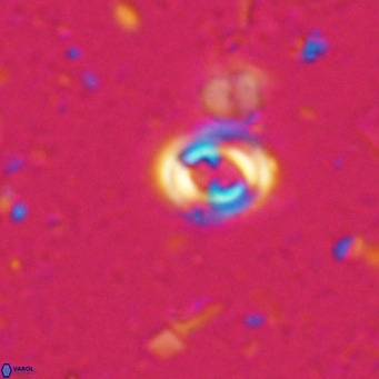 Toweius petrinis VR 025387