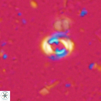 Toweius petrinis VR 025387
