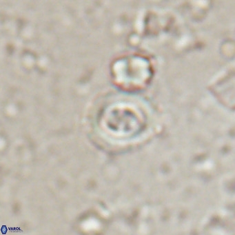 Toweius petrinis VR 025390