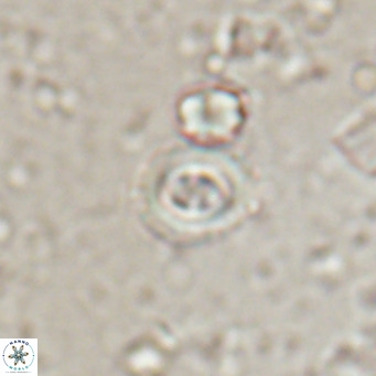 Toweius petrinis VR 025390