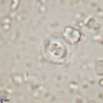 Toweius petrinis VR 025391