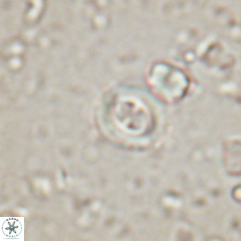 Toweius petrinis VR 025391
