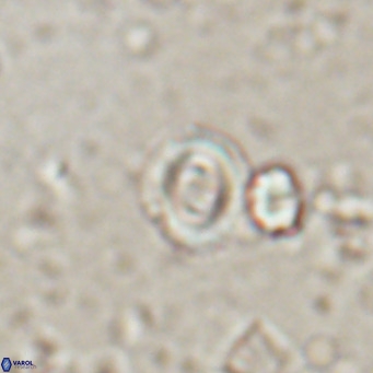 Toweius petrinis VR 025392