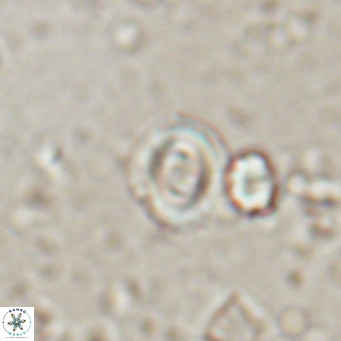 Toweius petrinis VR 025392
