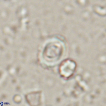 Toweius petrinis VR 025393