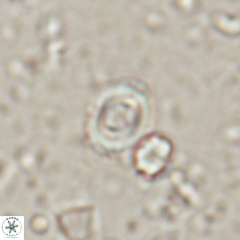 Toweius petrinis VR 025393