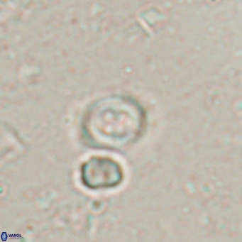 Toweius petrinis VR 025394