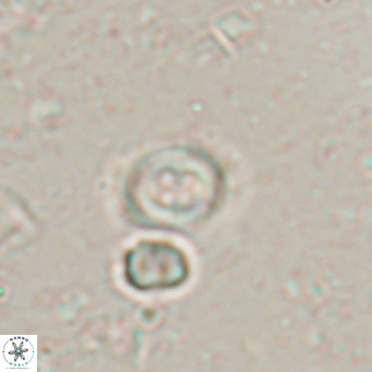 Toweius petrinis VR 025394