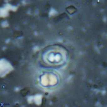 Toweius petrinis VR 025396
