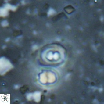 Toweius petrinis VR 025396