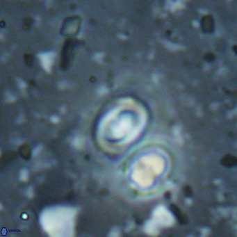 Toweius petrinis VR 025397