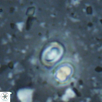 Toweius petrinis VR 025397