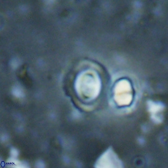 Toweius petrinis VR 025398