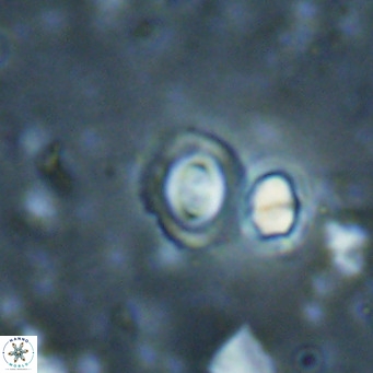 Toweius petrinis VR 025398