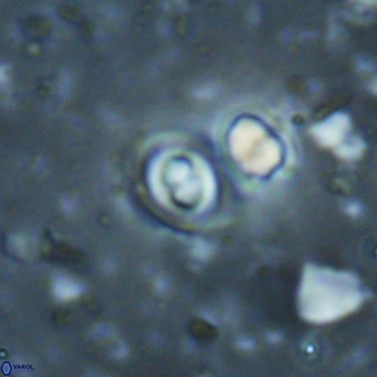 Toweius petrinis VR 025400