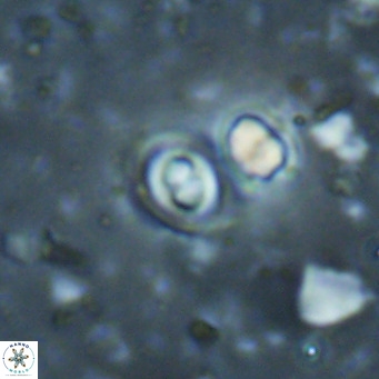Toweius petrinis VR 025400