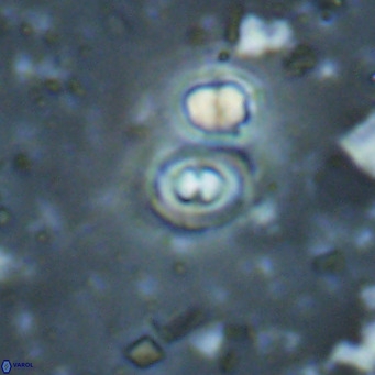 Toweius petrinis VR 025401
