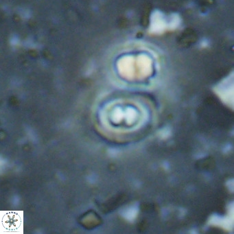 Toweius petrinis VR 025401