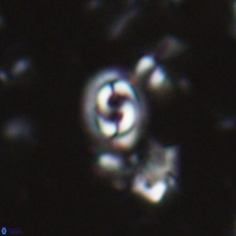 Toweius petrinus 22185