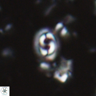 Toweius petrinus 22185