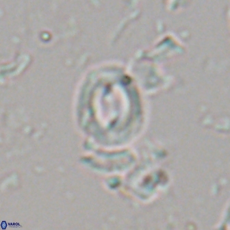 Toweius petrinus 22193