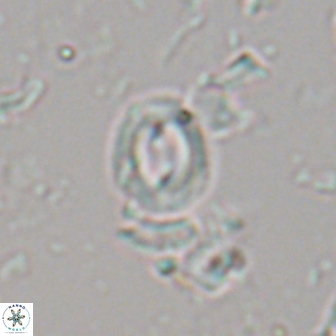 Toweius petrinus 22193