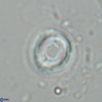 Toweius pseudocallosus 25625