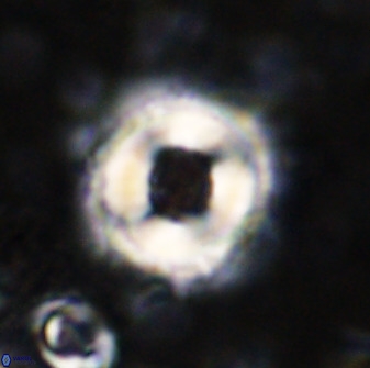 Toweius pseudocallosus 48966