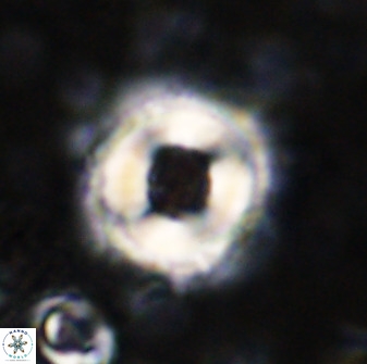 Toweius pseudocallosus 48966