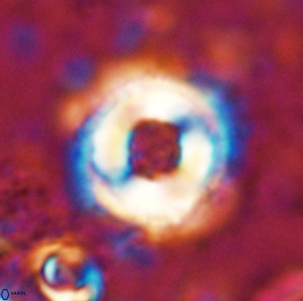 Toweius pseudocallosus 48967