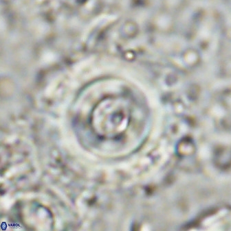 Toweius pseudocallosus 48968