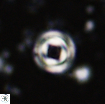 Toweius pseudocallosus 42986