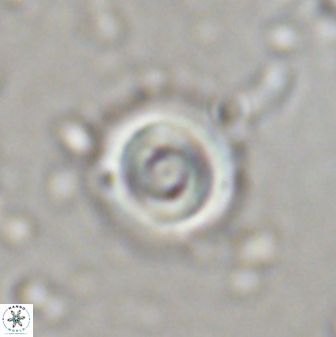 Toweius pseudocallosus 42989
