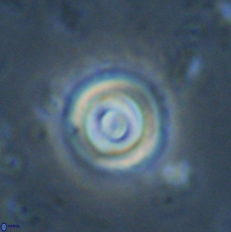 Toweius pseudocallosus 42991