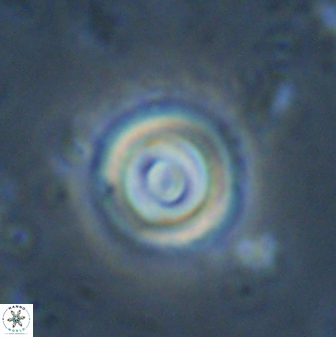 Toweius pseudocallosus 42991