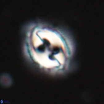 Toweius quasieminens 24817