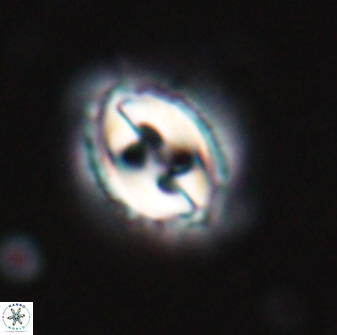 Toweius quasieminens 24817
