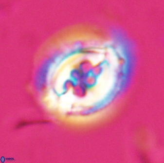 Toweius rigma 25328