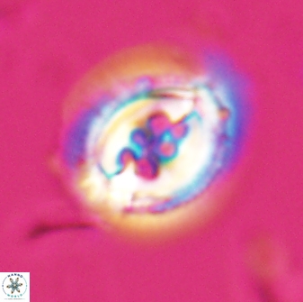 Toweius rigma 25328