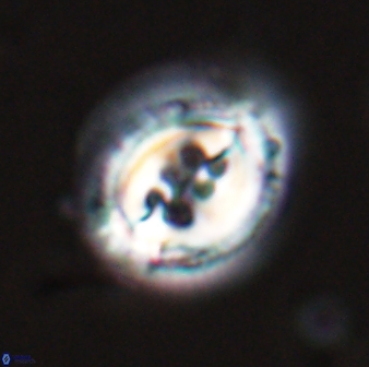 Toweius rigma 25329