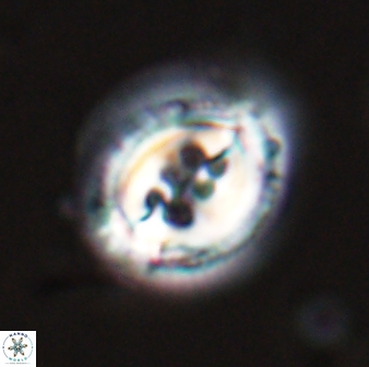 Toweius rigma 25329
