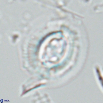 Toweius rigma 25334