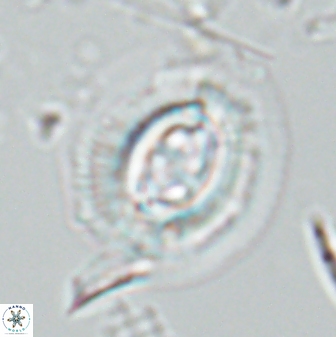 Toweius rigma 25334