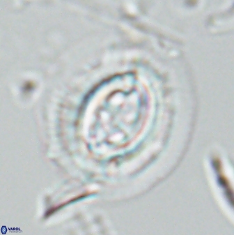 Toweius rigma 25335