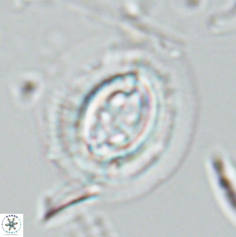Toweius rigma 25335