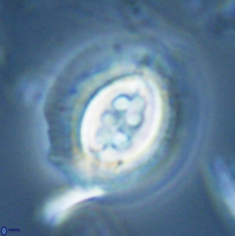 Toweius rigma 25336