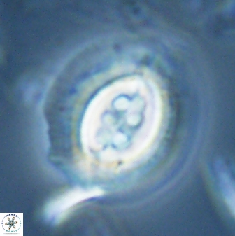 Toweius rigma 25336