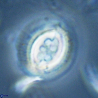 Toweius rigma 25337